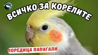 Всичко за Корелите - компилация