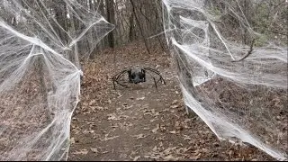 GIANT SPIDER ATTACK - CAUGHT ON TAPE