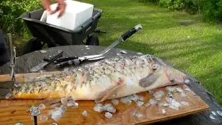 Fish cleaning! Canada