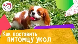 5 правил, как поставить питомцу укол