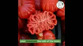 Grow Tomatoes Like a Pro Harness the Power of These 5 Organic Fertilizers