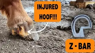 Just what the doctor ordered: Z-BAR
