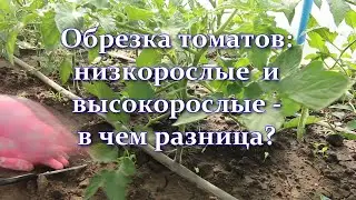 Не ожидала! Томаты будут огромными! Как обрезать томаты высокорослые и низкорослые - в чем разница