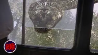 Anaconda 3: Offspring | Car Chase Through The Woods