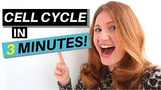 Cell Cycle Simplified