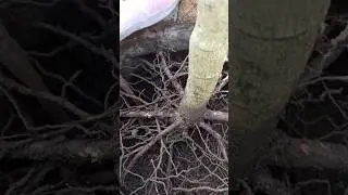 Recovery Media for Planting Avocado Trees in Planterbags #135 #shortvideo