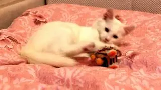 Шанель