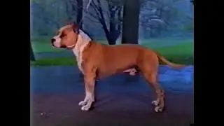 American Staffordshire Terrier - AKC Dog bred series