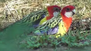 Pretty Parrots Browsing on Chinese Pistache Seeds  🦜🦜