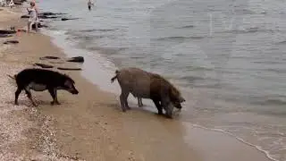 В Мариуполе на море пришли дикие кабаны