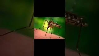 आपकों macchar कभी नहीं katata है,🤔🤔🤔#logicalfacts #views #shortvideos #viralshorts