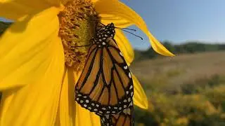 Closeup of a Monarch Butterfly on a Sunflower in the Sun