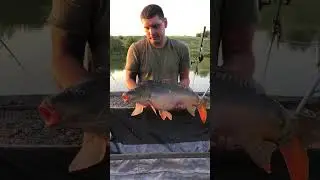 #карповаяловля #carpfishing #fishing #carp #бойлы #рыбалка #карповаярыбалка #nature #карпфишинг