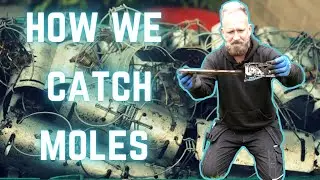 We make MOLE CATCHING look so easy!!! See how we use a Duffus Tunnel Mole Trap to catch this mole.