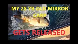 Releasing My Fish Into New Home
