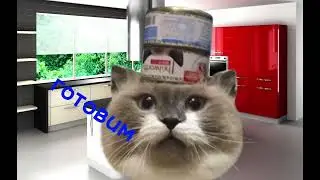 Типичное 31 декабря. С Новым годом! #teddycat #новыйгод #глобальныерекомендации