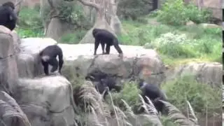 Ищу во мху енота!!!