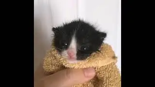 Котёнок эдит #shorts