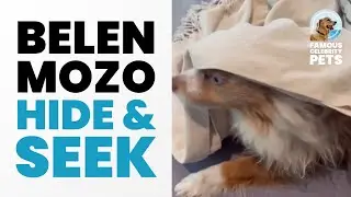 Belen Mozo's Dog Loves to Play Hide and Seek! 🙈🐶