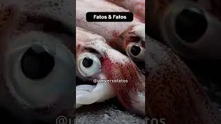 a lula gigante possui os maiores...😳 