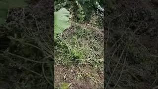 Медведи съели всю морковку на огороде у куричанки