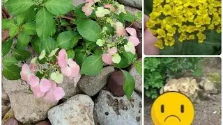 Дача Что произошло в саду.Дела и изменения. Ампельная гортензия Френч Болеро   Последний день весны.