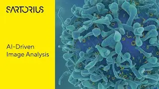 Label-Free Quantification of Chemotherapeutic Cytotoxicity in Glial Cells