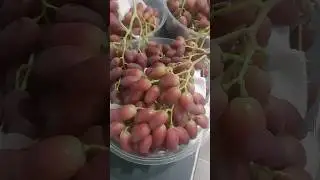 Toshkentda 450 ming soʻmdan Uzum sotildi.