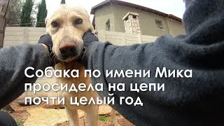 Mika Labrador dog and her new life.