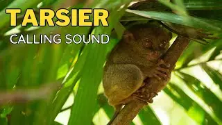 Tarsier Calling Sound