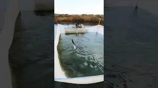 500 кг.рыбы в садке👍ПОДПИШИСЬ. 