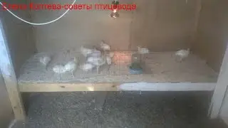 Turkeys. Malina's chicks (Mechelen cuckoo).