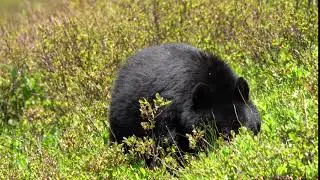 Black Bear Mt Defiance