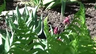 Тюльпаны, нарциссы, мускари - УХОД после цветения?