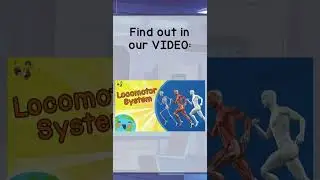 Locomotor System for kids 