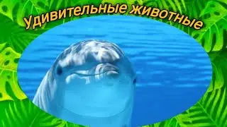 Дельфины красивые и умные существа. Как общаються. Какие у них особенности