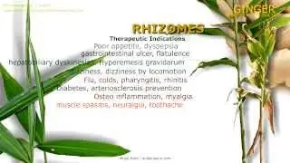 Benefits of Ginger. Medicinal properties attributed to the ginger roots.