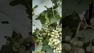 Захист винограду від оїдіуму