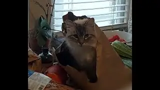 Got the cat in the bag