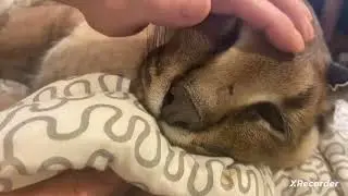 Шлёпа и кровать