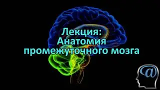 Анатомия промежуточного мозга. Лекция. Анатомия ЦНС, нейроанатомия
