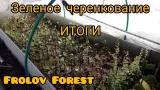 Размножение растений, зелеными черенками.🌿 Результаты.🌿