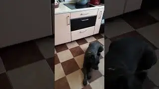 Сфинкс и Кане-Корсо тырят мясо сообща