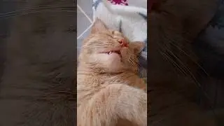 Дневной сон... #тикток #cat #кот #котики
