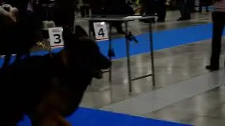 Аммалиен Бумер