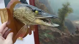 СКУПКА два раза в одном ДОМЕ.Чёрт в бутылке.Коллекция б/у зажигалок.Рыбацкий трофей.Иконы.Монеты.