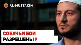 Собачьи бои разрешены? Мухаммад аль-Урми