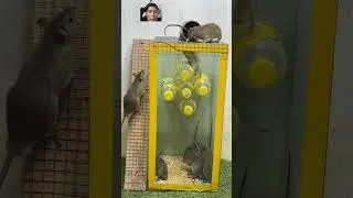 Rat Trap 88, This way of trapping mice is impressive and the best #shoprts