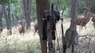 A red deer bow hunt with a friend