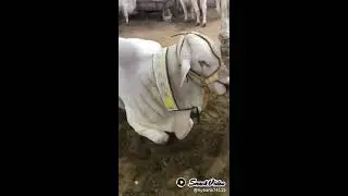 beautiful cow tiktok video 2021